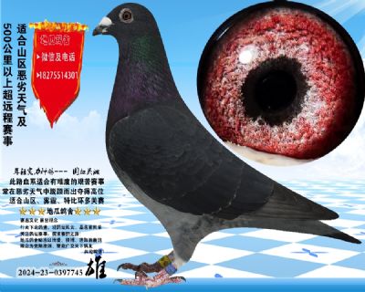 没起名