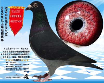 没起名