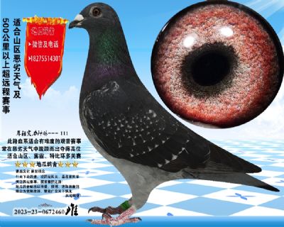 没起名