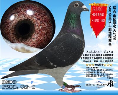 没起名