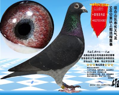没起名