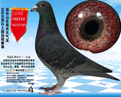 国血吴淞汪种