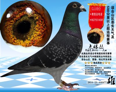 国血吴淞汪种