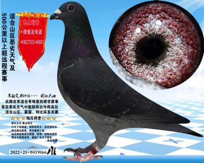 国血吴淞汪种