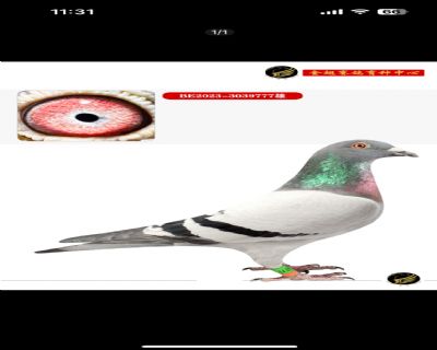 25年金翅小秋棚冠军加奖鸽父母配对