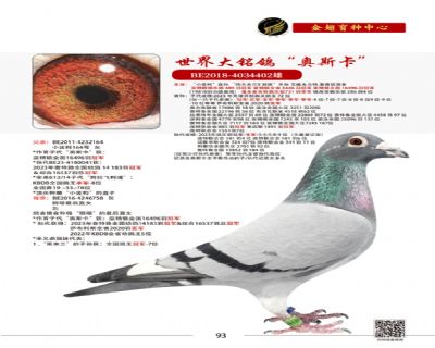 25年金翅大秋棚冠军加奖鸽配对