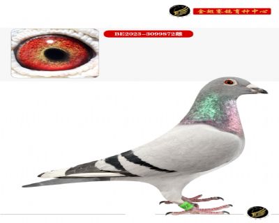 25年金翅大秋棚冠军加奖鸽配对