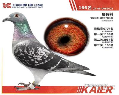 开尔大春棚166名