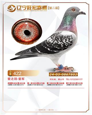 2025年旺宏春棚成绩鸽