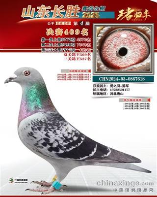 2025年山东长胜春棚成绩鸽