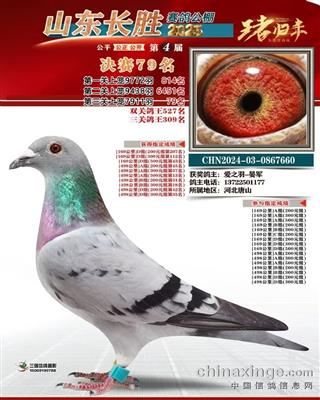 2025年山东长胜春棚成绩鸽