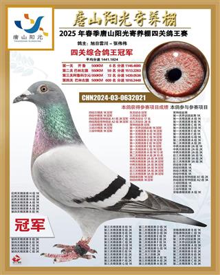 阳光四关鸽王冠军