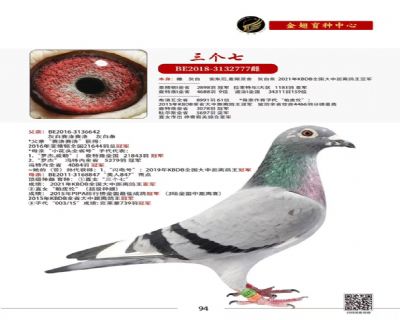 三个七KBDB全国大中距离鸽王亚军