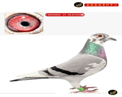 查特鲁亚军直女猛禽近亲回血