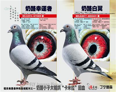 现役种鸽：奶酪小子直孙*奶酪小子孙女