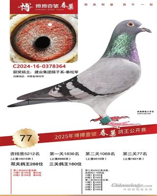 陕西博博壹号春巢决赛77名