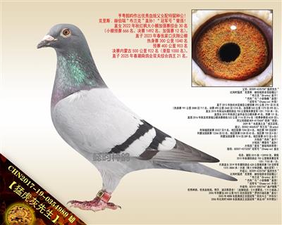 【猛虎灰先生】父女配特留种公！