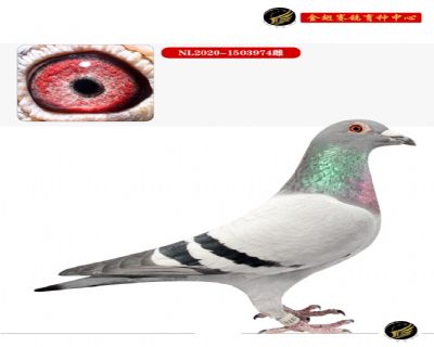 威廉.迪布恩～艾佛林