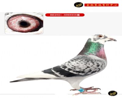 皮特.斯塔肯伯格原舍