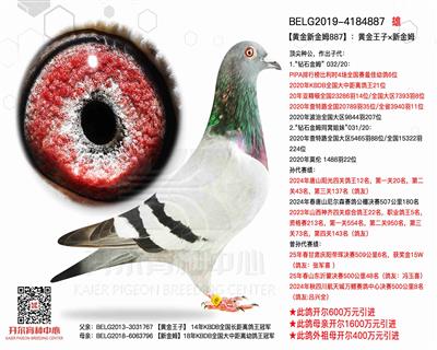 【新金姆】直子—黄金新金姆887