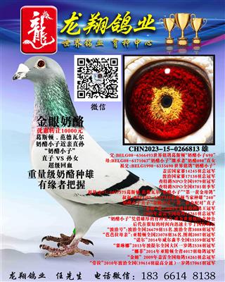 “奶酪小子”近亲直孙出售