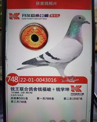 钱王鸽舍鸽王七名