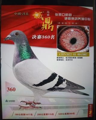 钱王鸽舍鸽王七名