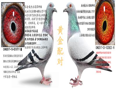 桑杰士黄金配对2