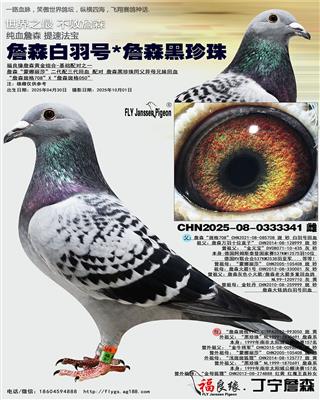 詹森白羽号*詹森黑珍珠