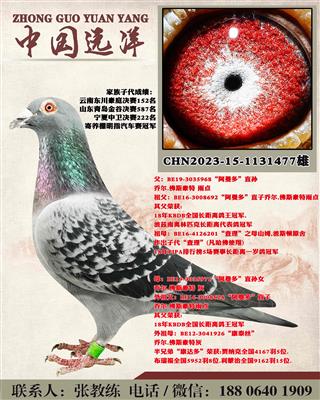 阿曼多近亲出售