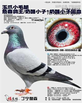 玉爪小毛腿 詹森鸽王/奶酪小子*奶酪小子