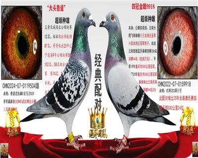 大头鲁道X四冠金雌9918（高位父母