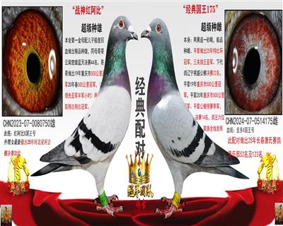 战神红阿比X经典国王175