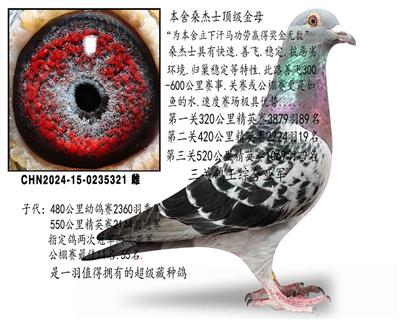 桑杰士黄金种雌