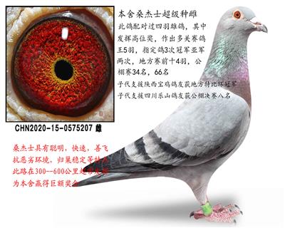 顶级桑杰士种雌