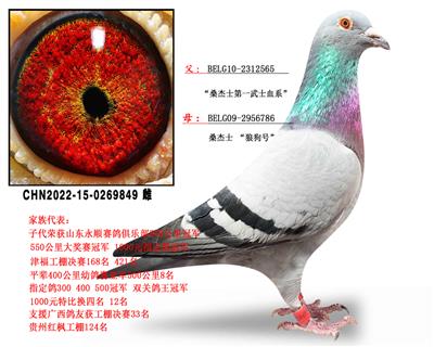 桑杰士黄金配对种雌