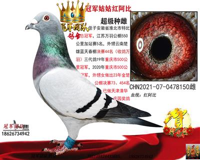 清华庄园奖鸽母亲一红阿比150