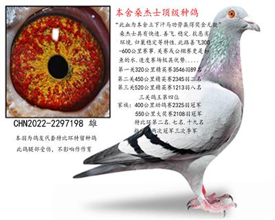 桑杰士顶级种雄