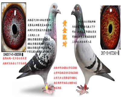 桑杰士黄金配对