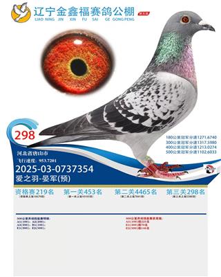 2025年辽宁金鑫福公棚成绩鸽