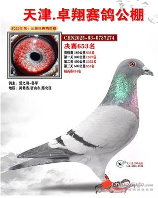2025年天津卓翔公棚成绩鸽