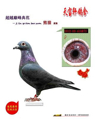 熊猫（三关鸽王亚军）