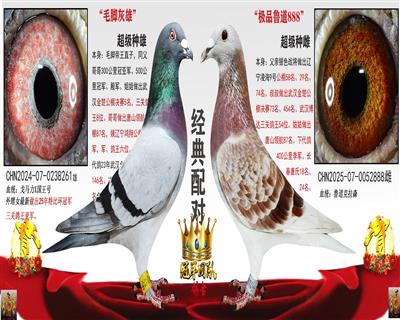 金楚5名舅舅 X 鲁道 888