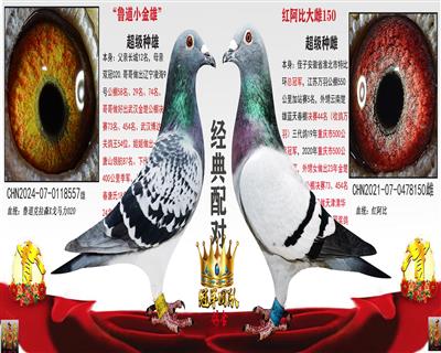 小金雄  X  大雌150