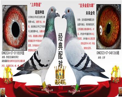 金楚73弟弟 X 金环圭多近亲直女