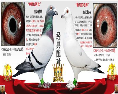 战神红阿比 X 金楚5名全姨