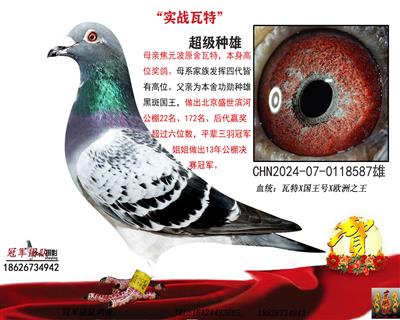 “国王号”1号种雄直孙