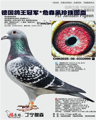 德国鸽王冠军*詹森黑珍珠回血