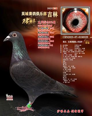 英诚赛鸽俱乐部五关鸽王32名