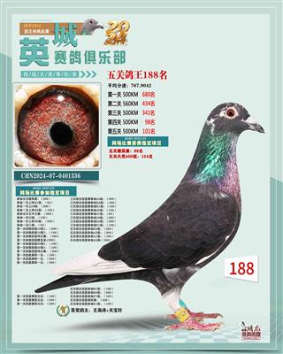 英诚赛鸽俱乐部五关鸽王188名